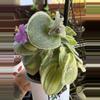 plant/Tradescantia silamontana variegated cutting-1-thumbnail