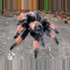 plant/$50 Retail Brachypelma emilia (Mexican Red Leg Tarantula) about 0.5" (WAITING ON MOLTS)-0-thumbnail