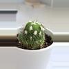 plant/Stenocactus multicostatus, commonly known as the "Brain Cactus"-1-thumbnail