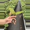 plant/Seed grown anthurium fort Sherman x ace of spades starter plant growers choice-7-thumbnail