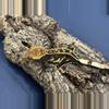 plant/576 19g Male Super Emptyback softscale-1-thumbnail