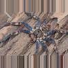 plant/$50 Retail Heteropoda lunula (Purple Huntsman Spider) 0.33"-0-thumbnail