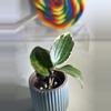 plant/Hoya Latifolia Albomarginata-1-thumbnail