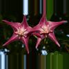 plant/Hoya LIDDLEANA (PNG SV 441)-3-thumbnail