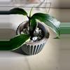 plant/Hoya Lobbii outer variegated-1-thumbnail