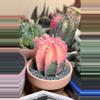 plant/huge tower pink gymno momma-0-thumbnail