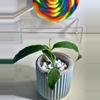 plant/Hoya Lobbii outer variegated-2-thumbnail
