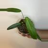 plant/Philodendron Heterocraspedon-0-thumbnail