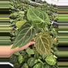 plant/Seed grown anthurium dressleri x forgetii starter plant growers choice-2-thumbnail