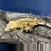 plant/596 23g Female Yellow Phantom Pin Dalmatian-0-thumbnail