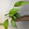 plant/Epipremnum Cebu Blue MINT-0-thumbnail