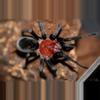 plant/$45 Retail Bumba horrida (Brazilian Red Head Tarantula) 0.5"-0-thumbnail