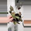 plant/Micans, also known as a velvet-leaf philodendron.-0-thumbnail