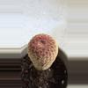 plant/Rainbow Hedgehog Cactus, scientifically known as Echinocereus rigidissimus.-2-thumbnail