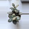 plant/Panda Plant (Kalanchoe tomentosa)-0-thumbnail