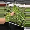plant/Seed grown anthurium papillilaminum x Hoffmanii starter plant growers choice-5-thumbnail