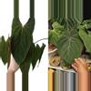 plant/Seed grown anthurium papillilaminum x Hoffmanii starter plant growers choice-0-thumbnail