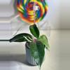 plant/Hoya LIDDLEANA (PNG SV 441)-2-thumbnail
