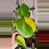 plant/Monstera Yellow Marilyn-0-thumbnail