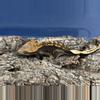 plant/529 21g Female Dark Pinstripe-0-thumbnail