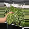 plant/Seed grown anthurium papillilaminum x Hoffmanii starter plant growers choice-3-thumbnail