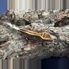 plant/Classic King Stripe-1-thumbnail
