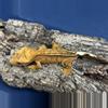 plant/574 21g Male Yellow Super Emptyback-0-thumbnail