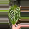 plant/Anthurium (RCxRG dress) x Delta Dawn-0-thumbnail