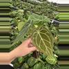 plant/Seed grown anthurium dressleri x forgetii starter plant growers choice-1-thumbnail