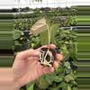 plant/Seed grown anthurium king of spades x portillae starter plant growers choice-7-thumbnail