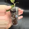 plant/Hoya sp Aceh Blangkejeren-1-thumbnail