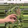 plant/Seed grown anthurium king of spades x portillae starter plant growers choice-4-thumbnail