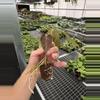 plant/Seed grown anthurium papillilaminum x guna yala starter plant growers choice-7-thumbnail