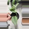 plant/BubbleBlooms Scindapsus Treubii Moonlight Pothos-2-thumbnail