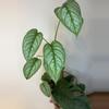 plant/Monstera Dubia-0-thumbnail
