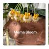 plant/Hoya Praetorii Splash 469-3-thumbnail