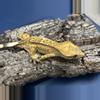 plant/568 27g Female Yellow Emptyback-1-thumbnail