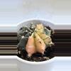 plant/Var Gymnocalycium mihanovichii, also known as a chin cactus or moon cactus-0-thumbnail