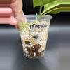 plant/Hoya Praetorii Splash 469-2-thumbnail