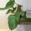plant/Philodendron Fuzzy Petiole-0-thumbnail