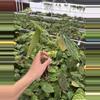 plant/Seed grown anthurium dressleri x forgetii starter plant growers choice-6-thumbnail