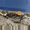plant/565 20g Female Super Emptyback-1-thumbnail