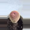 plant/Rainbow Hedgehog Cactus, scientifically known as Echinocereus rigidissimus.-1-thumbnail