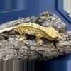 plant/575a 23g Male Yellow Pinstripe white wall-0-thumbnail