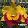 plant/Bundle 5 bloomimg size Cattleya plants in 6 in pots massive plants-0-thumbnail