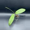 plant/Hoya sp Aceh Blangkejeren-0-thumbnail