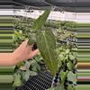 plant/Seed grown anthurium Xone x Naomi starter plant growers choice-2-thumbnail