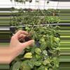 plant/Seed grown anthurium king of spades x portillae starter plant growers choice-6-thumbnail