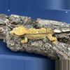 plant/568 27g Female Yellow Emptyback-0-thumbnail
