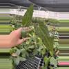 plant/Seed grown anthurium Xone x Naomi starter plant growers choice-3-thumbnail